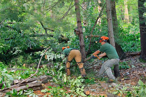 Best Tree Trimming Near Me  in Yelm, WA